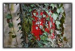 arbre couleur  17~0.jpg